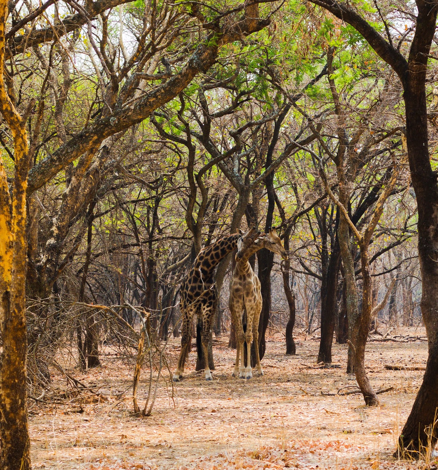 Father giraffe and son bonding in  Lilayi lodge game park.